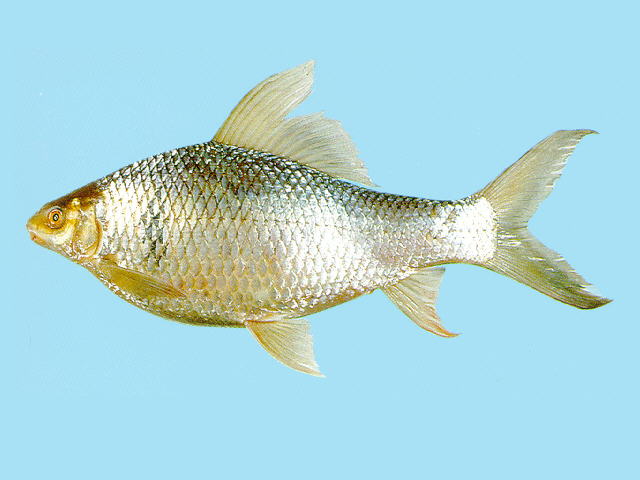 (Cirrhinus) Род ЦИРРИНЫ 10 видов